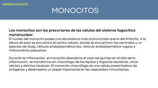 MONOCITOS
Los monocitos son los precursores de las células del sistema fagocítico
mononuclear.
El núcleo del monocito posee una escotadura más pronunciada que la del linfocito. A la
altura de esta se encuentra el centro celular, donde se encuentran los centríolos y un
aparato de Golgi, retículo endoplasmático liso, retículo endoplasmático rugoso y
mitocondrias pequeñas.
Durante la inflamación, el monocito abandona el vaso sanguíneo en el sitio de la
inflamación, se transforma en macrófago de los tejidos y fagocita bacterias, otras
células y detritos tisulares. El monocito-macrófago es una célula presentadora de
antígenos y desempeña un papel importante en las respuestas inmunitarias.
AGRANULOCITO
 