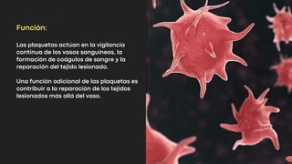 Función:
Las plaquetas actúan en la vigilancia
continua de los vasos sanguíneos, la
formación de coágulos de sangre y la
reparación del tejido lesionado.
Una función adicional de las plaquetas es
contribuir a la reparación de los tejidos
lesionados más allá del vaso.
 