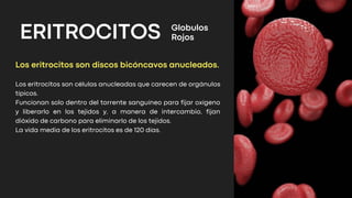 ERITROCITOS
Los eritrocitos son discos bicóncavos anucleados.
Los eritrocitos son células anucleadas que carecen de orgánulos
típicos.
Funcionan solo dentro del torrente sanguíneo para fijar oxígeno
y liberarlo en los tejidos y, a manera de intercambio, fijan
dióxido de carbono para eliminarlo de los tejidos.
La vida media de los eritrocitos es de 120 días.
Globulos
Rojos
 