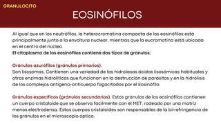 EOSINÓFILOS
GRANULOCITO
Al igual que en los neutrófilos, la heterocromatina compacta de los eosinófilos está
principalmente junto a la envoltura nuclear, mientras que la eucromatina está ubicada
en el centro del núcleo.
El citoplasma de los eosinófilos contiene dos tipos de gránulos:
Gránulos azurófilos (gránulos primarios).
Son lisosomas. Contienen una variedad de las hidrolasas ácidas lisosómicas habituales y
otras enzimas hidrolíticas que funcionan en la destrucción de parásitos y en la hidrólisis
de los complejos antígeno-anticuerpo fagocitados por el Eosinófilo.
Gránulos específicos (gránulos secundarios). Estos gránulos de los eosinófilos contienen
un cuerpo cristaloide que se observa fácilmente con el MET, rodeado por una matriz
menos electrodensa. Estos cuerpos cristaloides son responsables de la birrefringencia de
los gránulos en el microscopio óptico.
 