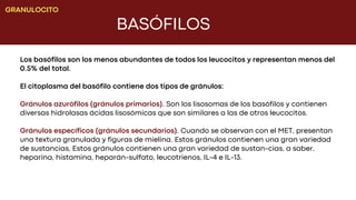 BASÓFILOS
GRANULOCITO
Los basófilos son los menos abundantes de todos los leucocitos y representan menos del
0.5% del total.
El citoplasma del basófilo contiene dos tipos de gránulos:
Gránulos azurófilos (gránulos primarios). Son los lisosomas de los basófilos y contienen
diversas hidrolasas ácidas lisosómicas que son similares a las de otros leucocitos.
Gránulos específicos (gránulos secundarios). Cuando se observan con el MET, presentan
una textura granulada y figuras de mielina. Estos gránulos contienen una gran variedad
de sustancias, Estos gránulos contienen una gran variedad de sustan-cias, a saber,
heparina, histamina, heparán-sulfato, leucotrienos, IL-4 e IL-13.
 