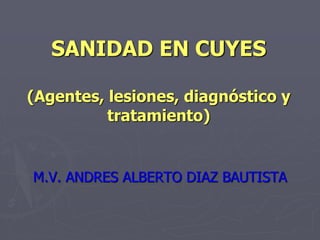 SANIDAD EN CUYES
(Agentes, lesiones, diagnóstico y
tratamiento)
M.V. ANDRES ALBERTO DIAZ BAUTISTA
 