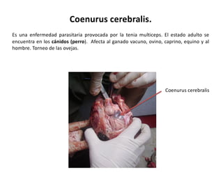 Sanidad-ovina..pdf