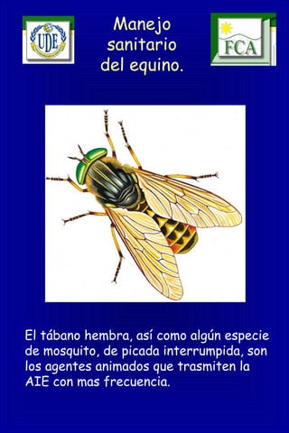 Manejo
sanitario
del equino.
El tábano hembra, así como algún especie
de mosquito, de picada interrumpida, son
los agentes animados que trasmiten la
AIE con mas frecuencia.
 
