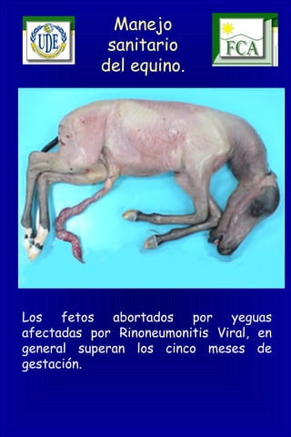 Manejo
sanitario
del equino.
Los fetos abortados por yeguas
afectadas por Rinoneumonitis Viral, en
general superan los cinco meses de
gestación.
 