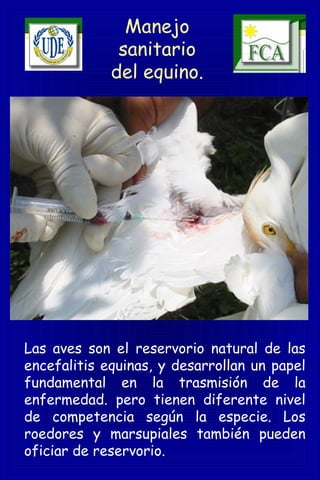 Manejo
sanitario
del equino.
Las aves son el reservorio natural de las
encefalitis equinas, y desarrollan un papel
fundamental en la trasmisión de la
enfermedad. pero tienen diferente nivel
de competencia según la especie. Los
roedores y marsupiales también pueden
oficiar de reservorio.
 