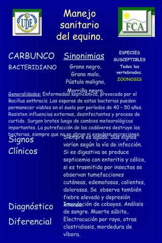 Manejo
sanitario
del equino.
CARBUNCO
BACTERIDIANO
Sinonimias
Grano negro,
Grano malo,
Pústula maligna,
Morriña negra.
ESPECIES
SUSCEPTIBLES
Todos los
vertebrados.
ZOONOSIS
Generalidades: Enfermedad septicémica, provocada por el
Bacillus anthracis. Las esporas de estas bacterias pueden
permanecer viables en el suelo por períodos de 40 – 50 años.
Resisten influencias externas, desinfectantes y proceso de
curtido. Surgen brotes luego de cambios meteorológicos
importantes. La putrefacción de los cadáveres destruye las
bacterias, siempre que no se abran ni expulsen secreciones.
Signos
Clínicos
Siempre es agudo. Sus signos
varían según la vía de infección.
Si es digestiva se produce
septicemia con enteritis y cólico,
si es trasmitido por insectos se
observan tumefacciones
cutáneas, edematosas, calientes,
dolorosas. Se observa también
fiebre elevada y depresión
intensa.Diagnóstico Inoculación de cobayos. Análisis
de sangre. Muerte súbita..
Diferencial Electrocución por rayo, otras
clostridiosis, mordedura de
víbora.
 