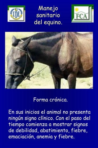 Manejo
sanitario
del equino.
Forma crónica.
En sus inicios el animal no presenta
ningún signo clínico. Con el paso del
tiempo comienza a mostrar signos
de debilidad, abatimiento, fiebre,
emaciación, anemia y fiebre.
 