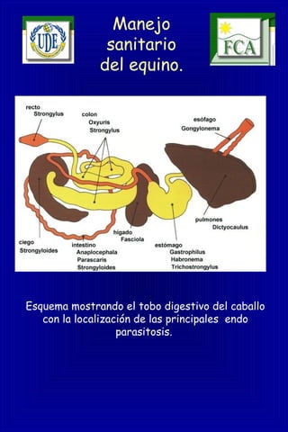 Manejo
sanitario
del equino.
Esquema mostrando el tobo digestivo del caballo
con la localización de las principales endo
parasitosis.
 