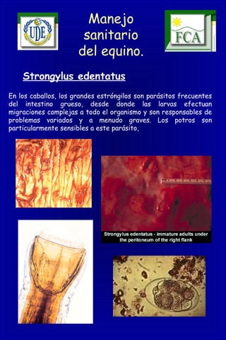 Manejo
sanitario
del equino.
Strongylus edentatus
En los caballos, los grandes estróngilos son parásitos frecuentes
del intestino grueso, desde donde las larvas efectuan
migraciones complejas a todo el organismo y son responsables de
problemas variados y a menudo graves. Los potros son
particularmente sensibles a este parásito,
 