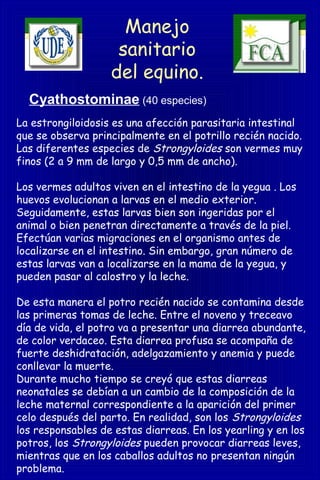 Manejo
sanitario
del equino.
La estrongiloidosis es una afección parasitaria intestinal
que se observa principalmente en el potrillo recién nacido.
Las diferentes especies de Strongyloides son vermes muy
finos (2 a 9 mm de largo y 0,5 mm de ancho).
Los vermes adultos viven en el intestino de la yegua . Los
huevos evolucionan a larvas en el medio exterior.
Seguidamente, estas larvas bien son ingeridas por el
animal o bien penetran directamente a través de la piel.
Efectúan varias migraciones en el organismo antes de
localizarse en el intestino. Sin embargo, gran número de
estas larvas van a localizarse en la mama de la yegua, y
pueden pasar al calostro y la leche.
De esta manera el potro recién nacido se contamina desde
las primeras tomas de leche. Entre el noveno y treceavo
día de vida, el potro va a presentar una diarrea abundante,
de color verdaceo. Esta diarrea profusa se acompaña de
fuerte deshidratación, adelgazamiento y anemia y puede
conllevar la muerte.
Durante mucho tiempo se creyó que estas diarreas
neonatales se debían a un cambio de la composición de la
leche maternal correspondiente a la aparición del primer
celo después del parto. En realidad, son los Strongyloides
los responsables de estas diarreas. En los yearling y en los
potros, los Strongyloides pueden provocar diarreas leves,
mientras que en los caballos adultos no presentan ningún
problema.
Cyathostominae (40 especies)
 