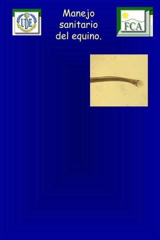 Manejo
sanitario
del equino.
 