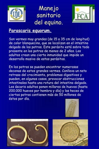 Manejo
sanitario
del equino.
Parascaris equorum.
Son vermes muy grandes (de 15 a 35 cm de longitud)
de color blanquecino, que se localizan en el intestino
delgado de los potros. Este parásito está sobre todo
presente en los potros de menos de 2 años. Los
adultos crean una cierta inmunidad que impide un
desarrollo masivo de estos parásitos.
En los potros se pueden encontrar numerosas
decenas de estos grandes vermes. Conlleva un neto
retraso del crecimiento, problemas digestivos y
pueden, en algunos casos, provocar obstrucciones
intestinales hasta una rotura del intestino delgado.
Los áscaris adultos ponen millares de huevos (hasta
200.000 huevos por hembra y día) y las heces de
ciertos potros contienen más de 50 millones de
éstos por día.
 