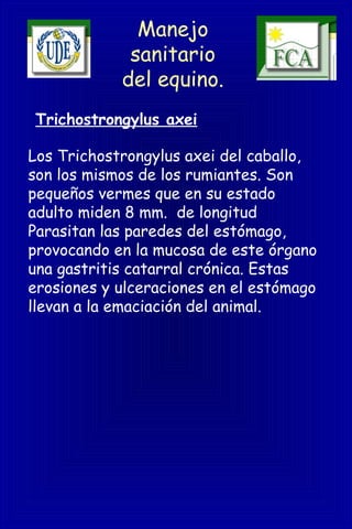 Manejo
sanitario
del equino.
Trichostrongylus axei
Los Trichostrongylus axei del caballo,
son los mismos de los rumiantes. Son
pequeños vermes que en su estado
adulto miden 8 mm. de longitud
Parasitan las paredes del estómago,
provocando en la mucosa de este órgano
una gastritis catarral crónica. Estas
erosiones y ulceraciones en el estómago
llevan a la emaciación del animal.
 