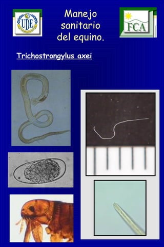 Manejo
sanitario
del equino.
Trichostrongylus axei
 