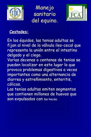 Manejo
sanitario
del equino.
En los équidos, las tenias adultas se
fijan al nivel de la válvula ileo-cecal que
representa la unión entre el intestino
delgado y el ciego.
Varias decenas o centenas de tenias se
pueden localizar en este lugar lo que
provoca problemas digestivos a veces
importantes como una alternancia de
diarrea y estreñimiento, enteritis,
cólicos.
Las tenias adultas emiten segmentos
que contienen millones de huevos que
son expulsados con las heces.
Cestodes:
 
