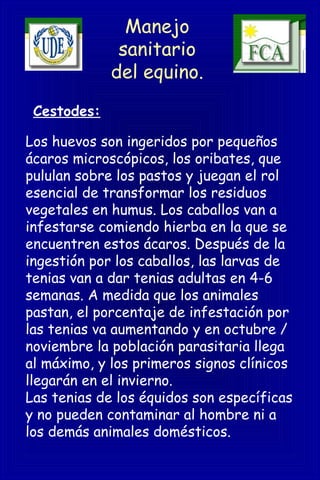 Manejo
sanitario
del equino.
Los huevos son ingeridos por pequeños
ácaros microscópicos, los oribates, que
pululan sobre los pastos y juegan el rol
esencial de transformar los residuos
vegetales en humus. Los caballos van a
infestarse comiendo hierba en la que se
encuentren estos ácaros. Después de la
ingestión por los caballos, las larvas de
tenias van a dar tenias adultas en 4-6
semanas. A medida que los animales
pastan, el porcentaje de infestación por
las tenias va aumentando y en octubre /
noviembre la población parasitaria llega
al máximo, y los primeros signos clínicos
llegarán en el invierno.
Las tenias de los équidos son específicas
y no pueden contaminar al hombre ni a
los demás animales domésticos.
Cestodes:
 