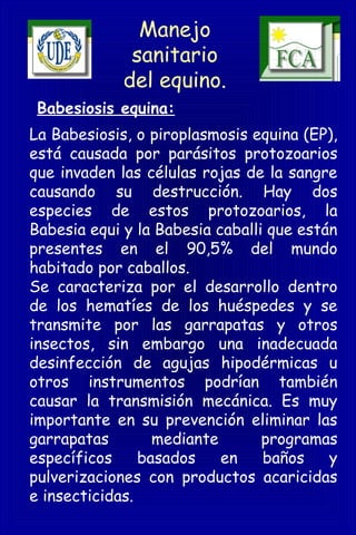 Manejo
sanitario
del equino.
Babesiosis equina:
La Babesiosis, o piroplasmosis equina (EP),
está causada por parásitos protozoarios
que invaden las células rojas de la sangre
causando su destrucción. Hay dos
especies de estos protozoarios, la
Babesia equi y la Babesia caballi que están
presentes en el 90,5% del mundo
habitado por caballos.
Se caracteriza por el desarrollo dentro
de los hematíes de los huéspedes y se
transmite por las garrapatas y otros
insectos, sin embargo una inadecuada
desinfección de agujas hipodérmicas u
otros instrumentos podrían también
causar la transmisión mecánica. Es muy
importante en su prevención eliminar las
garrapatas mediante programas
específicos basados en baños y
pulverizaciones con productos acaricidas
e insecticidas.
 