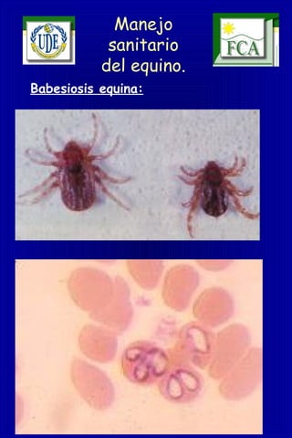 Manejo
sanitario
del equino.
Babesiosis equina:
 