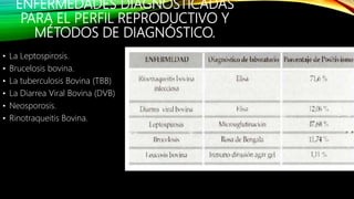 ENFERMEDADES DIAGNOSTICADAS
PARA EL PERFIL REPRODUCTIVO Y
MÉTODOS DE DIAGNÓSTICO.
• La Leptospirosis.
• Brucelosis bovina.
• La tuberculosis Bovina (TBB)
• La Diarrea Viral Bovina (DVB)
• Neosporosis.
• Rinotraqueitis Bovina.
 