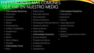ENFERMEDADES MÁS COMUNES
QUE HAY EN NUESTRO MEDIO.
• Enfermedades Bacterianas
• Tuberculosis
• Brucelosis
• Leptospirosis
• Mastitis
• Enterotoxemias
• Onfalitis, Onfaloflebitis
• Anaplasmosis
• Tétano
• Metritis
• Edema Maligno
• Panadizo
• Enfermedades Virales
• Rabia
• Papilomatosis
• Estomatitis Vesicular
• Neumoenteritis
• Diarrea Viral Bovina
• Rinotraqueitis Infecciosa Bovina
• Herpesvirus Bovino
• Rotavirus Bovino
• Fiebre Aftosa
• Enfermedades Parasitarias
• Fasciola Hepática
• Piroplasmosis Bovina
• Anaplasmosis Bovina
• Coccidiosis
• Toxoplasmosis
• Enfermedades Metabólicas
• Hipocalcemia
• Raquitismo
• Anemia
• Hipomagnesemia
• Acidosis Ruminal
• Alcalosis
• Cetosis
• Paresis Puerperal Bovina (Fiebre
de leche)
•
 