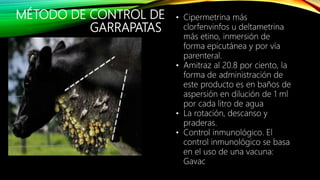 MÉTODO DE CONTROL DE
GARRAPATAS
• Cipermetrina más
clorfenvinfos u deltametrina
más etino, inmersión de
forma epicutánea y por vía
parenteral.
• Amitraz al 20.8 por ciento, la
forma de administración de
este producto es en baños de
aspersión en dilución de 1 ml
por cada litro de agua
• La rotación, descanso y
praderas.
• Control inmunológico. El
control inmunológico se basa
en el uso de una vacuna:
Gavac
 