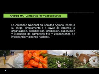 La Autoridad Nacional en Sanidad Agraria tendrá a
su cargo, directamente o a través de terceros, la
organización, coordinación, promoción, supervisión
y ejecución de campañas fito y zoosanitarias de
importancia y alcance nacional.
Artículo 10 .- Campañas fito y zoosanitarias
 