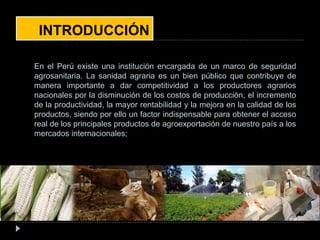 INTRODUCCIÓN
En el Perú existe una institución encargada de un marco de seguridad
agrosanitaria. La sanidad agraria es un bien público que contribuye de
manera importante a dar competitividad a los productores agrarios
nacionales por la disminución de los costos de producción, el incremento
de la productividad, la mayor rentabilidad y la mejora en la calidad de los
productos, siendo por ello un factor indispensable para obtener el acceso
real de los principales productos de agroexportación de nuestro país a los
mercados internacionales;
 