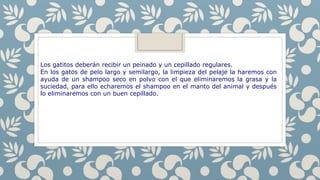 Los gatitos deberán recibir un peinado y un cepillado regulares.
En los gatos de pelo largo y semilargo, la limpieza del pelaje la haremos con
ayuda de un shampoo seco en polvo con el que eliminaremos la grasa y la
suciedad, para ello echaremos el shampoo en el manto del animal y después
lo eliminaremos con un buen cepillado.
 
