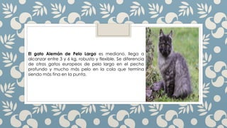 El gato Alemán de Pelo Largo es mediano, llega a
alcanzar entre 3 y 6 kg, robusto y flexible. Se diferencia
de otros gatos europeos de pelo largo en el pecho
profundo y mucho más pelo en la cola que termina
siendo más fina en la punta.
 