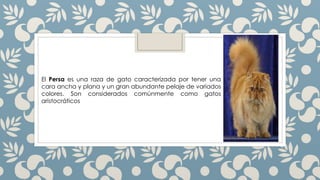 El Persa es una raza de gato caracterizada por tener una
cara ancha y plana y un gran abundante pelaje de variados
colores. Son considerados comúnmente como gatos
aristocráticos
 