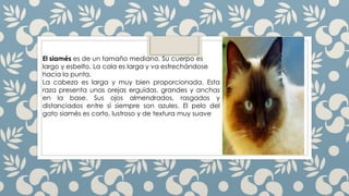 El siamés es de un tamaño mediano. Su cuerpo es
largo y esbelto. La cola es larga y va estrechándose
hacia la punta.
La cabeza es larga y muy bien proporcionada. Esta
raza presenta unas orejas erguidas, grandes y anchas
en la base. Sus ojos almendrados, rasgados y
distanciados entre sí siempre son azules. El pelo del
gato siamés es corto, lustroso y de textura muy suave
 