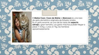 El Maine Coon, Coon de Maine o Mancoon es una raza
de gato doméstico originaria de Estados Unidos.
Es un gato enorme, es una de las razas de aspecto
salvaje y gran tamaño. Los gatos machos pueden llegar a
pesar 7-10 Kg. y unos 5-7 Kg. las hembras
aproximadamente
 