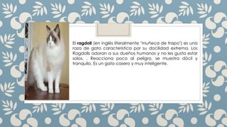 El ragdoll (en inglés literalmente "muñeca de trapo") es una
raza de gato característica por su docilidad extrema. Los
Ragdolls adoran a sus dueños humanos y no les gusta estar
solos. . Reacciona poco al peligro, se muestra dócil y
tranquilo. Es un gato casero y muy inteligente.
 