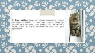 El Gato exótico tiene un diseño compacto, cuerpo
redondeado, fornido, con un pelo corto y grueso. Sus
grandes ojos redondos, nariz chata corta, la expresión
facial dulce, y orejas pequeñas le dan una gran
apariencia.
 