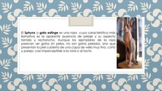 El Sphynx o gato esfinge es una raza cuya característica más
llamativa es la aparente ausencia de pelaje y su aspecto
fornido y rechoncho. Aunque los ejemplares de la raza
parecen ser gatos sin pelos, no son gatos pelados, sino que
presentan la piel cubierta de una capa de vello muy fino, corto
y parejo, casi imperceptible a la vista o al tacto
 