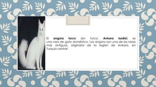 El angora turco (en turco: Ankara kedisi) es
una raza de gato doméstico. Los angora son una de las razas
más antiguas, originaria de la región de Ankara, en
Turquía central
 