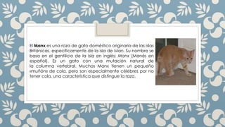 El Manx es una raza de gato doméstico originaria de las islas
Británicas, específicamente de la isla de Man. Su nombre se
basa en el gentilicio de la isla en inglés: Manx (Manés en
español). Es un gato con una mutación natural de
la columna vertebral. Muchos Manx tienen un pequeño
«muñón» de cola, pero son especialmente célebres por no
tener cola, una característica que distingue la raza.
 