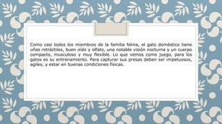 Como casi todos los miembros de la familia felina, el gato doméstico tiene
uñas retráctiles, buen oído y olfato, una notable visión nocturna y un cuerpo
compacto, musculoso y muy flexible. Lo que vemos como juego, para los
gatos es su entrenamiento. Para capturar sus presas deben ser impetuosos,
agiles, y estar en buenas condiciones físicas.
 