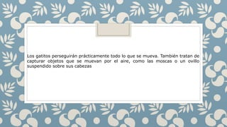 Los gatitos perseguirán prácticamente todo lo que se mueva. También tratan de
capturar objetos que se muevan por el aire, como las moscas o un ovillo
suspendido sobre sus cabezas
 