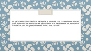 El gato posee una memoria excelente y muestra una considerable aptitud
para aprender por medio de la observación y la experiencia. La esperanza
natural de vida del gato doméstico es de unos 15 años.
 