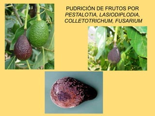 PUDRICIÓN DE FRUTOS POR
PESTALOTIA, LASIODIPLODIA,
COLLETOTRICHUM, FUSARIUM
 