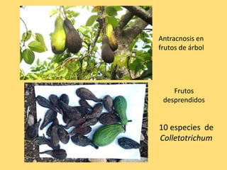Antracnosis en
frutos de árbol
Frutos
desprendidos
10 especies de
Colletotrichum
 