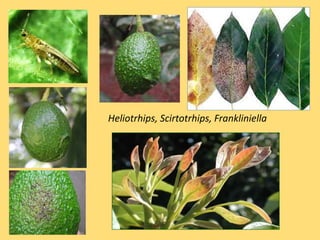 Heliotrhips, Scirtotrhips, Frankliniella
 