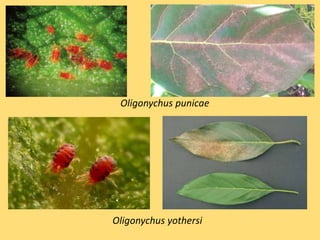 Oligonychus punicae
Oligonychus yothersi
 