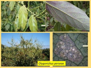Olygonichus perseae
 
