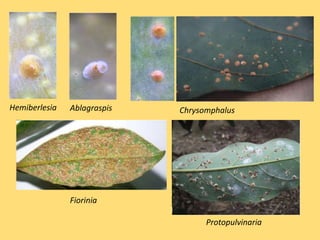 Hemiberlesia ChrysomphalusAblagraspis
Protopulvinaria
Fiorinia
 