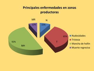 15%
65%
92%
12%
Principales enfermedades en zonas
productoras
Nudosidades
Tristeza
Mancha de hollin
Muerte regresiva
T
NMR
MH
 