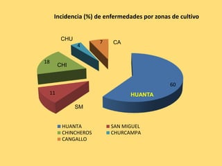 60
11
18
4
7
Incidencia (%) de enfermedades por zonas de cultivo
HUANTA SAN MIGUEL
CHINCHEROS CHURCAMPA
CANGALLO
CHI
SM
CHU
CA
HUANTA
 