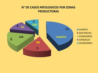 14
5
6
4
3
N° DE CASOS PATOLOGICOS POR ZONAS
PRODUCTORAS
HUANTA
SAN MIGUEL
CHINCHEROS
CANGALLO
CHURCAMPA
HUANTA
SM
CHI
CA
CHU
 